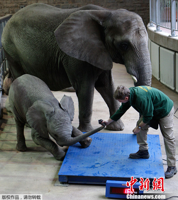 �¹�����԰���ж������족 ��ǿС��ܾ�������