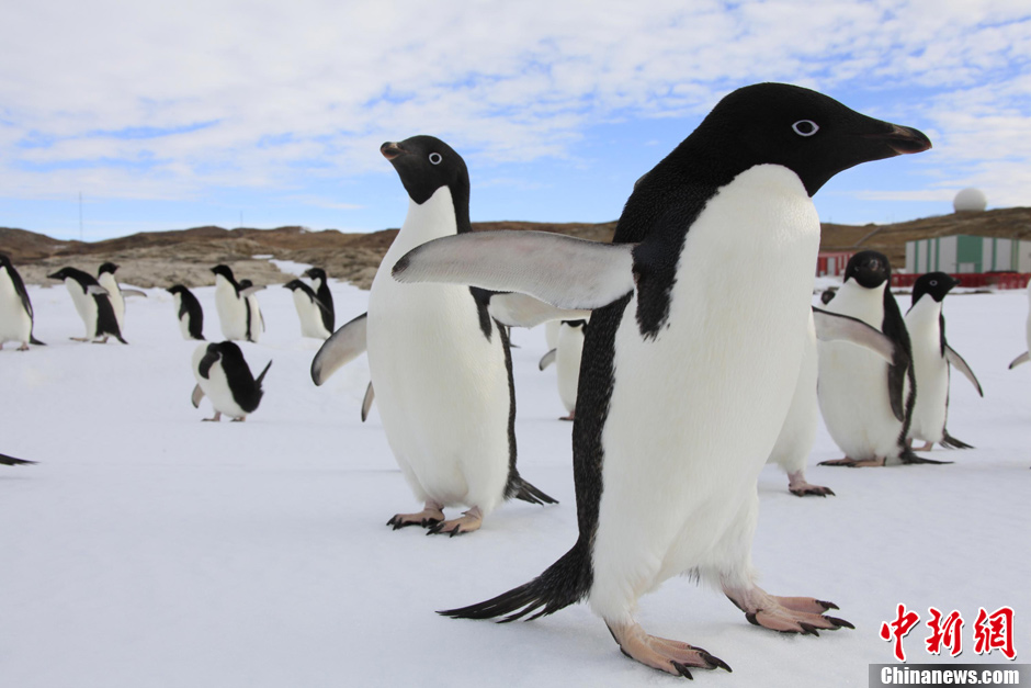 企鹅“探访”南极中山站