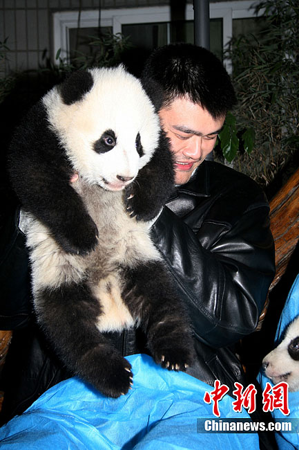 姚明夫妇成都亲密接触大熊猫