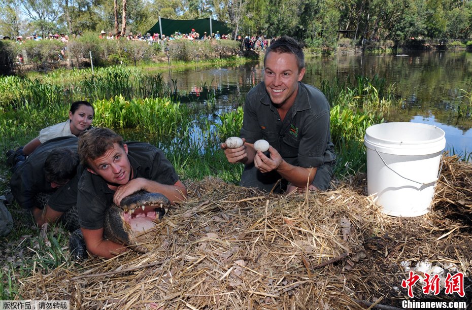 实拍澳大利亚动物园工作人员“偷”鳄鱼蛋
