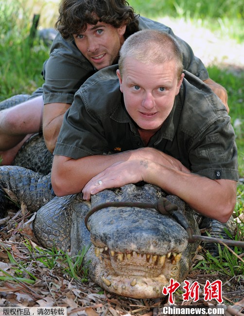 实拍澳大利亚动物园工作人员“偷”鳄鱼蛋