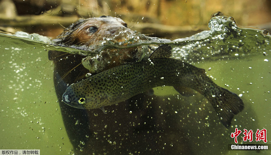 ˮ̡���㾫��˲��