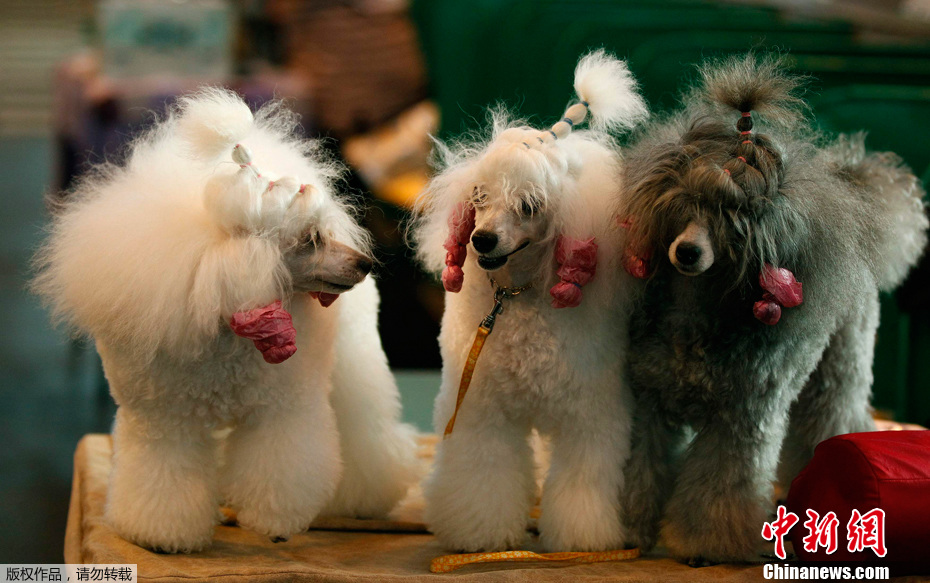 Ӣ����³��Ĺ�չ��Ļ ������Ȯ���ƴ