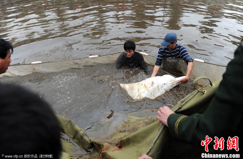 1.5米中华白海豚广东佛山获营救  引千人围观