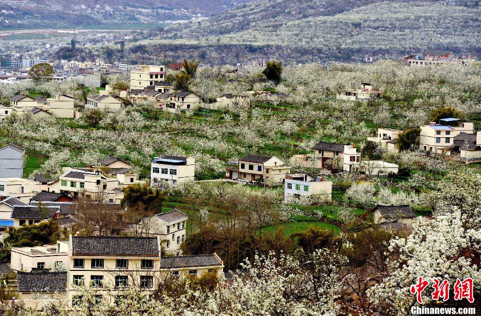 四川九襄梨园春色惹人醉