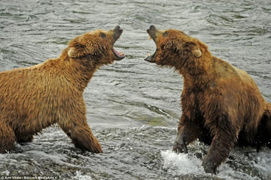 棕熊捕鱼打斗的精彩场面