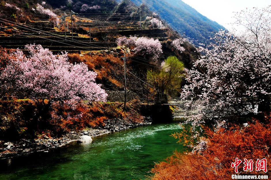 四川理县野桃花已到山花烂漫时