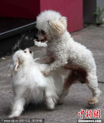 ��ֻС�����Ŵ��� �ɹ�����һ�����󰮼ǡ�