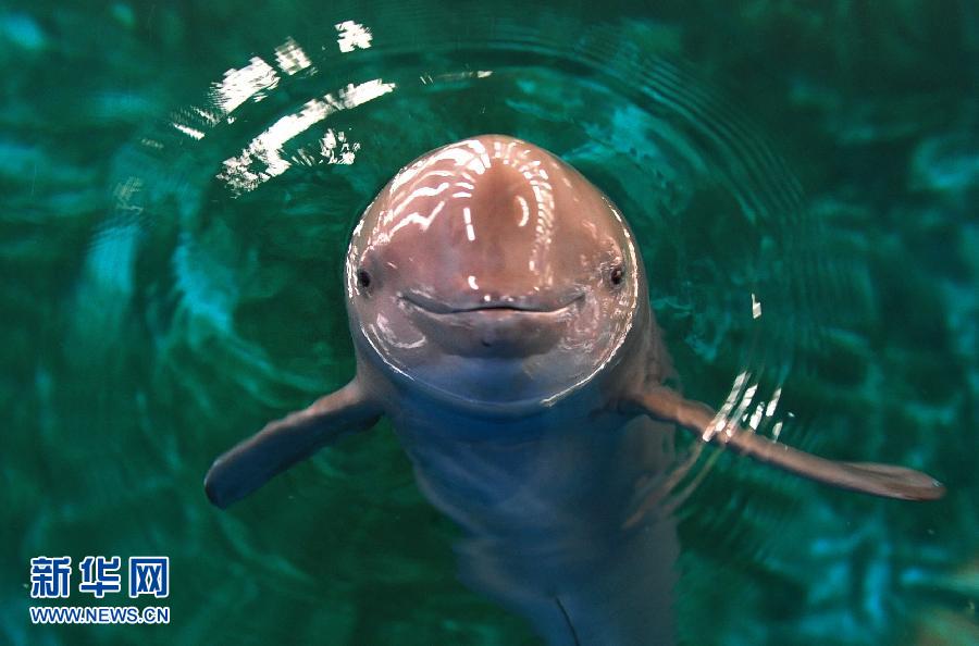 水中大熊猫江豚或将灭绝2000万年物种面临考验
