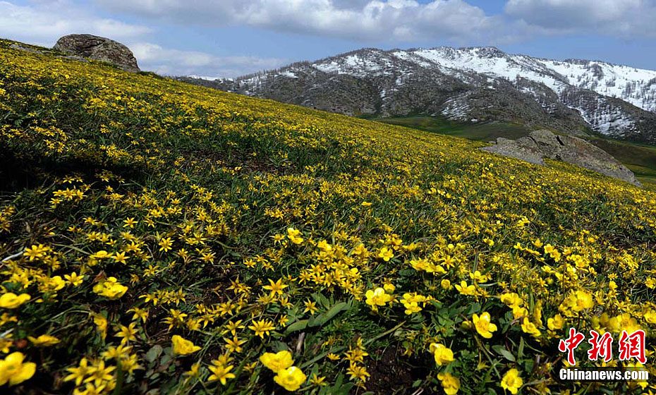 顶冰花因顶着冰雪开放而得名,是阿尔泰山开放的第一朵花.