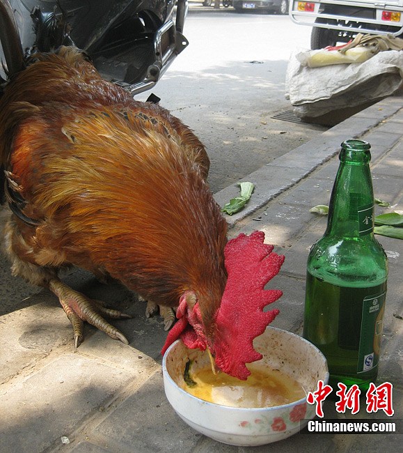 ��ơ�ƿ����ӡ�ȫ�ܡ���������Զ��