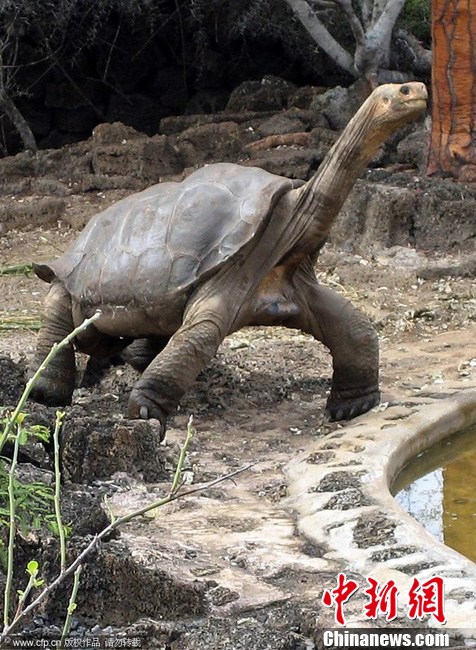 世界最后一只加拉帕戈象龟去世