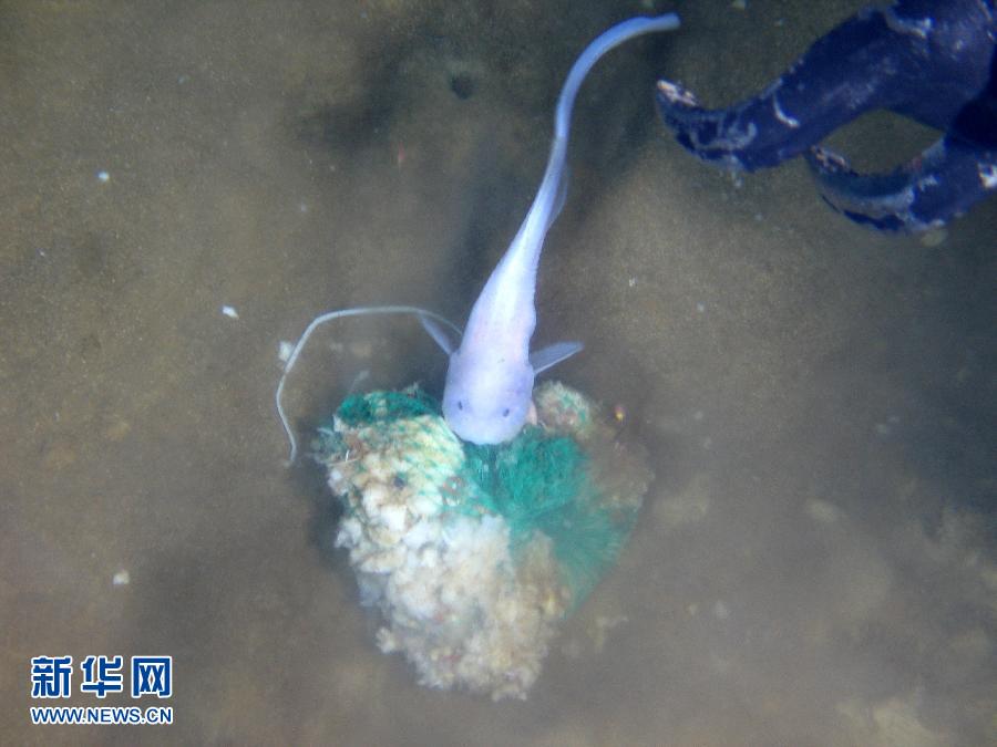 ������������7062�׺��׷��ֶ�������