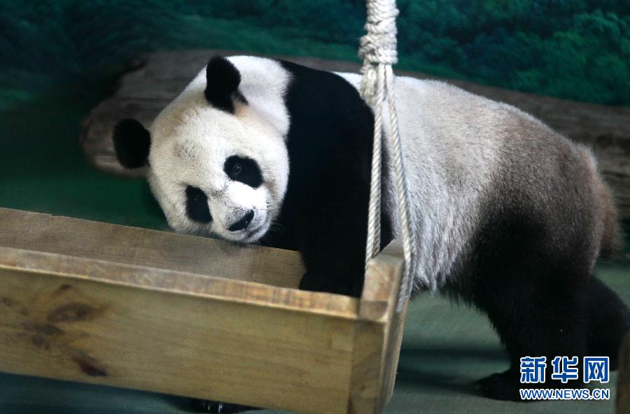 赠台大熊猫圆圆显怀孕征兆