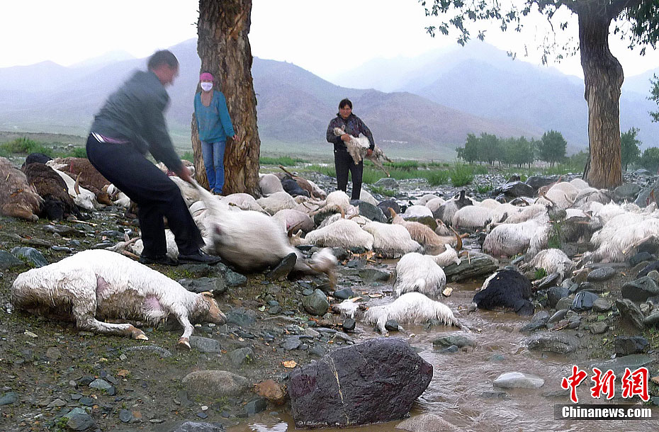 �½��Ͳ�������173ֻ���׵��������