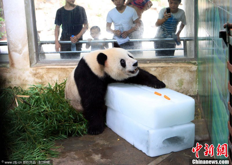 大熊猫趴冰块上消暑可爱至极