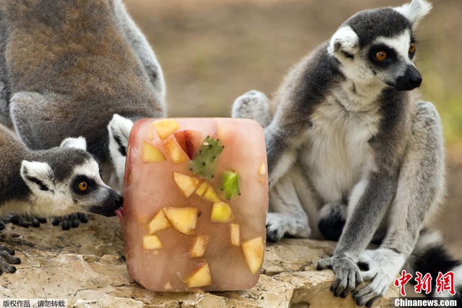 以色列动物园解暑有妙招  动物尽享“冰棍大餐”  