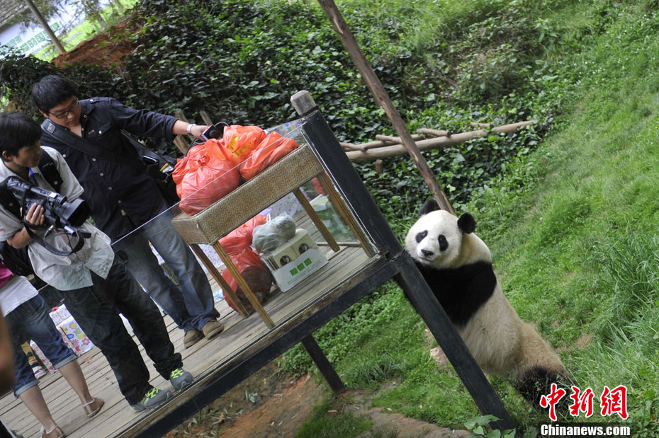 昆明市民告别返川大熊猫