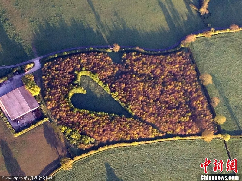 英国农夫种6000棵树摆成心形纪念亡妻