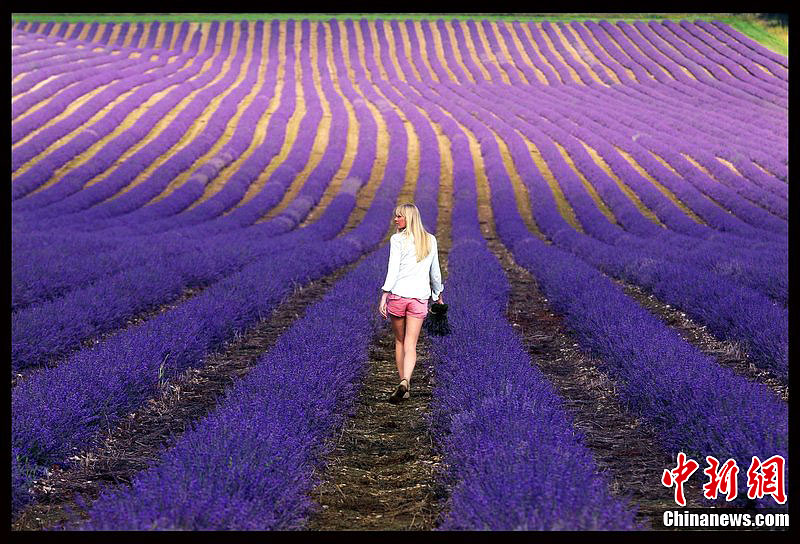 英国薰衣草节 徜徉紫色海洋