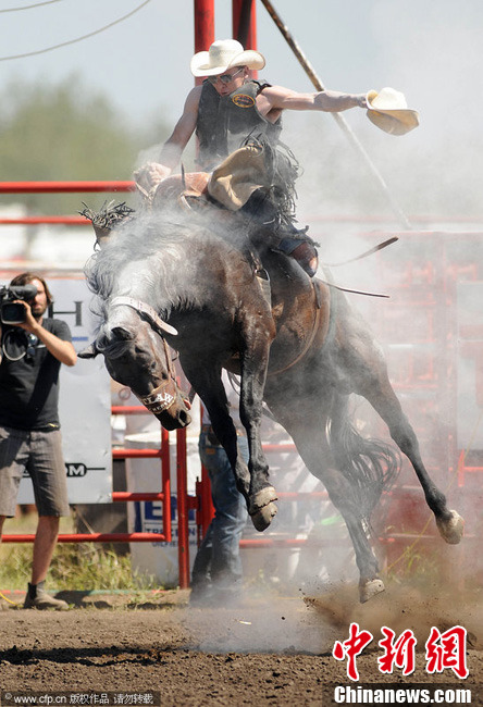 加拿大卡尔加里牛仔节 人仰牛翻惊险不断