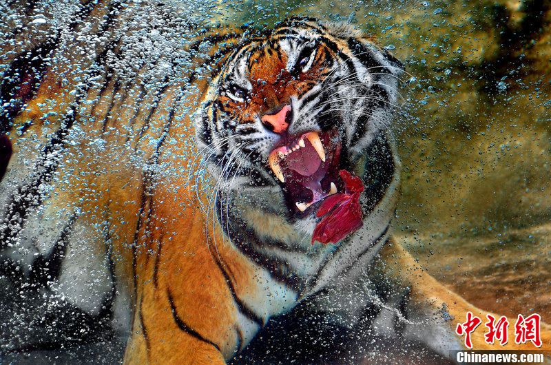 猛虎潜水中扑食来势汹涌