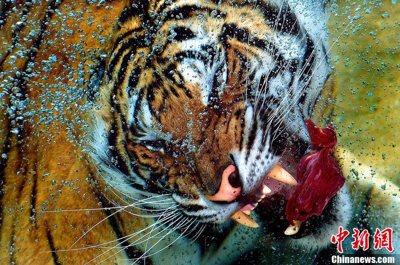 猛虎潜水中扑食 来势汹涌-中新网