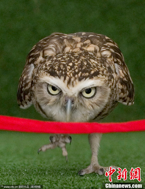 伦敦动物园举办趣味运动会猫头鹰百米冲刺