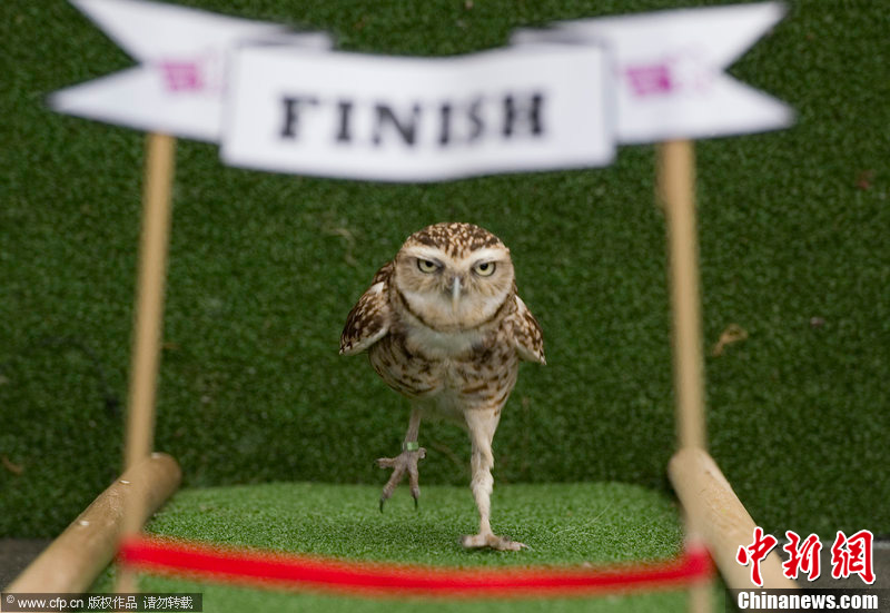 伦敦动物园举办趣味运动会猫头鹰百米冲刺