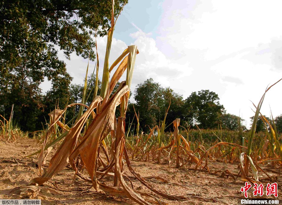 美国旱灾影响范围继续扩大 玉米大豆等农作物受损严重