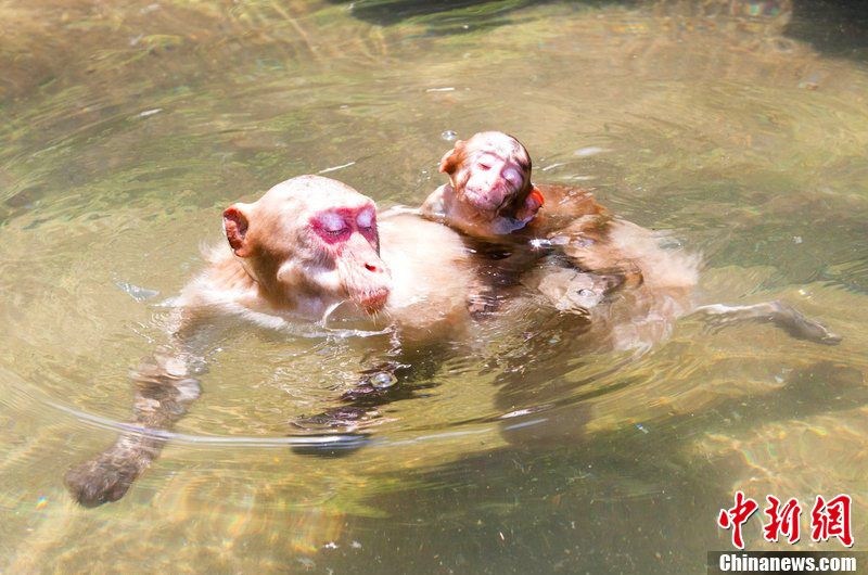 小猕猴骑在妈妈背上游泳 伸长脖子不敢下水