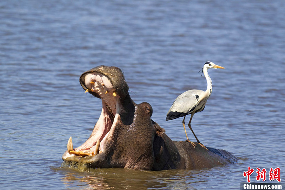 苍鹭误把河马当石头踩背散步悠闲自在