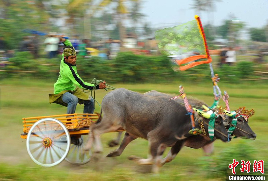 印尼巴厘岛举办传统骑水牛大赛