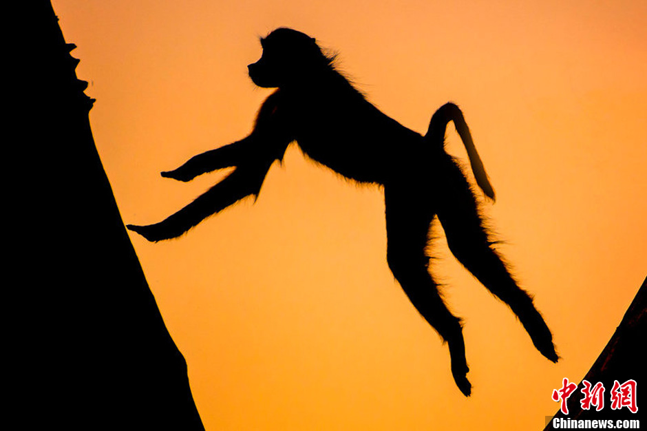 日落时分非洲草原动物唯美剪影16