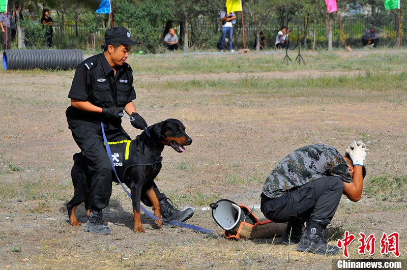 新疆6个犬种警犬展铁血战士风采