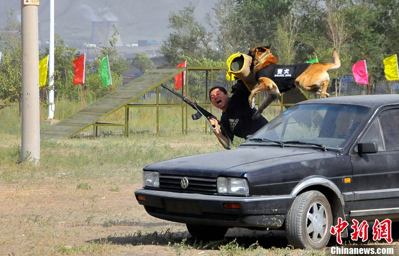 新疆6个犬种警犬展铁血战士风采