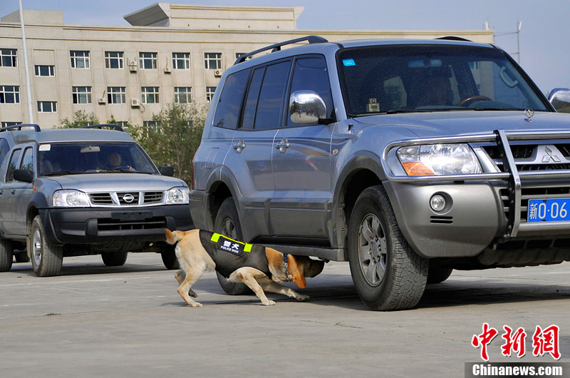 新疆6个犬种警犬展铁血战士风采