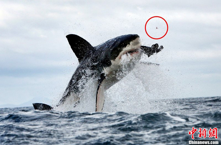 大白鲨追咬海豹用力过猛牙齿崩飞14