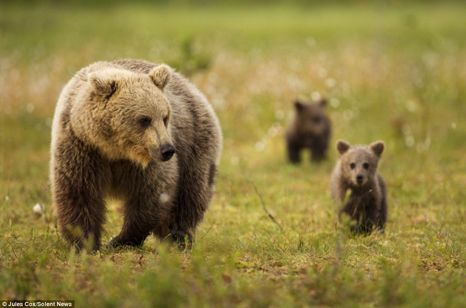 芬兰棕熊幼崽跟妈妈学习生存本领57