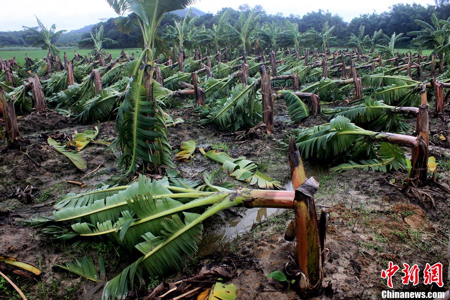 台风“启德”入侵广西钦州 大片香蕉树被刮倒