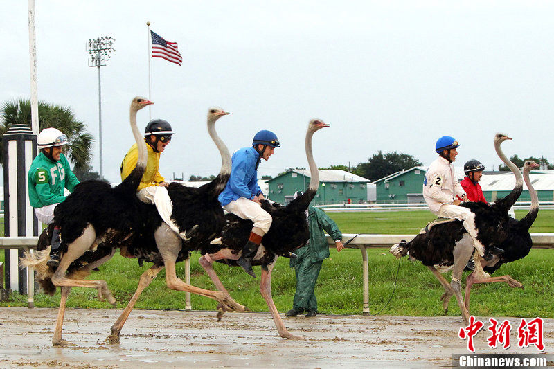 别开生面赛鸟会选手骑鸵鸟飞奔险象环生