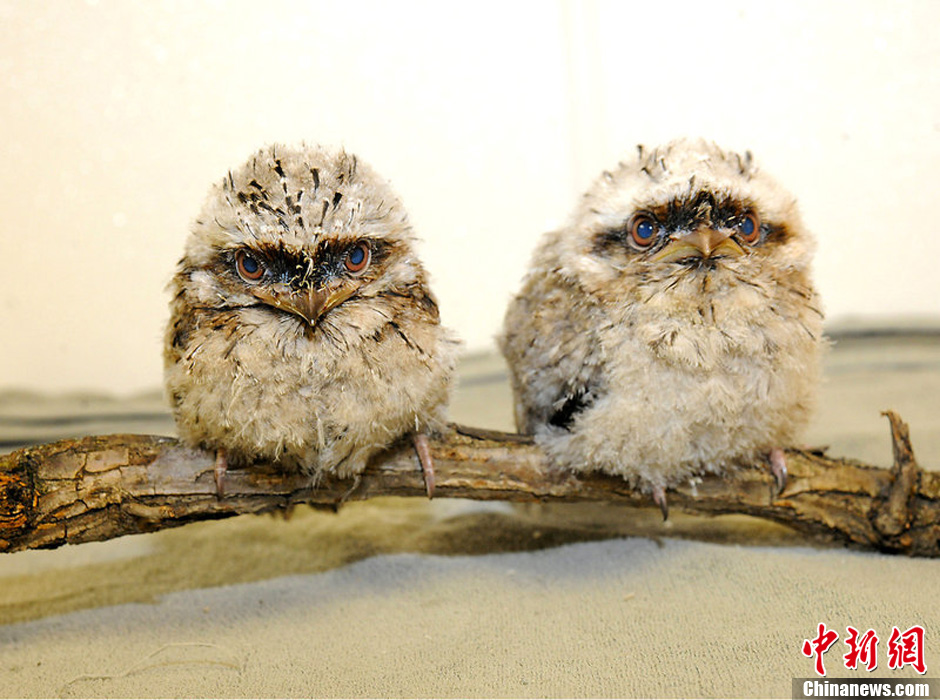 蛙嘴夜鹰宝宝首次亮相芝加哥可爱萌死人