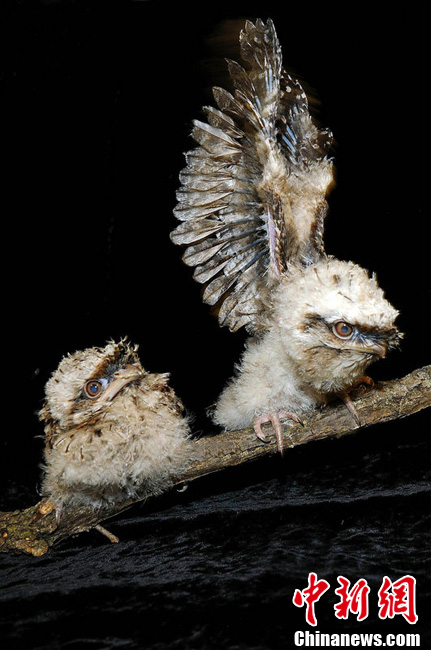 蛙嘴夜鹰宝宝首次亮相芝加哥可爱萌死人