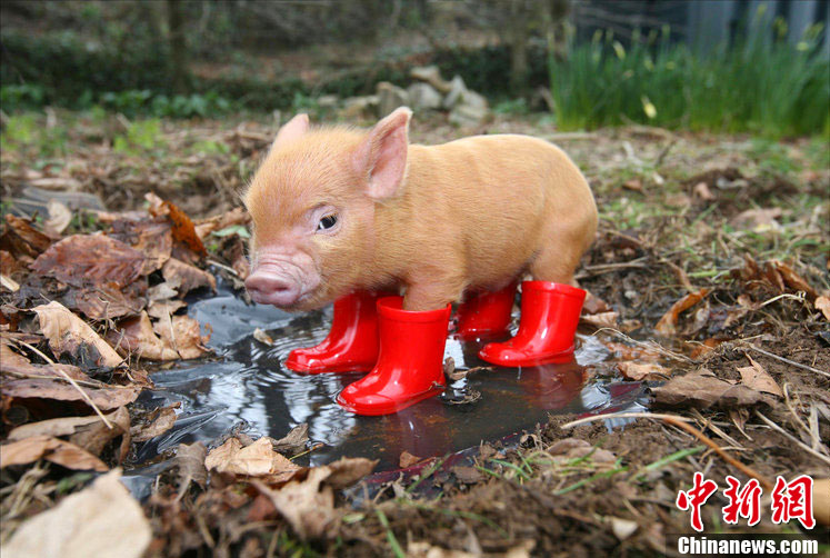 趣图盘点动物避雨有高招