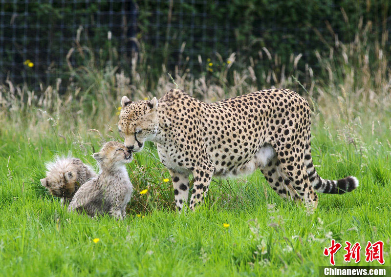 英动物园诞七只非洲猎豹小家伙和妈妈形影不离