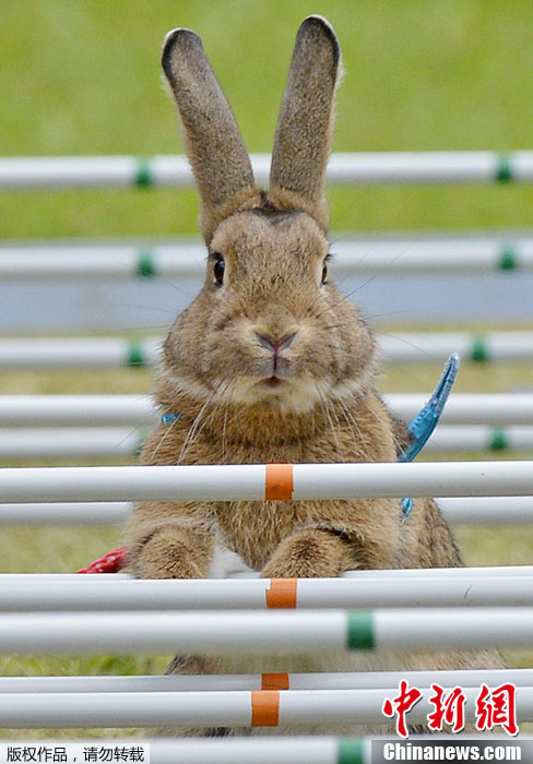 德国小兔子跨栏比赛萌态十足滑稽可爱26