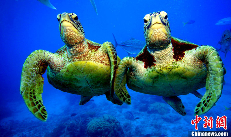 趣图海龟深海见面竟击掌庆贺