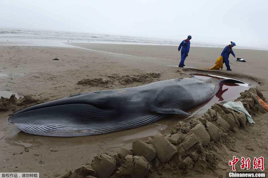 小须鲸搁浅英国海滩救援人员展开救助