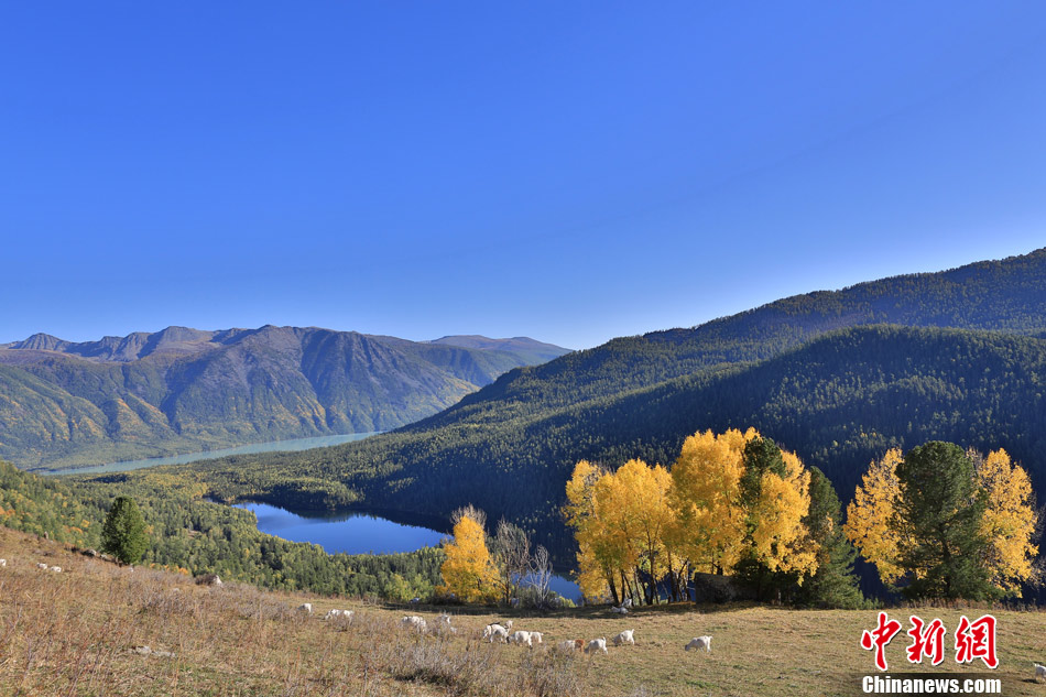 阿尔泰地区秋景醉人双湖和喀纳斯河