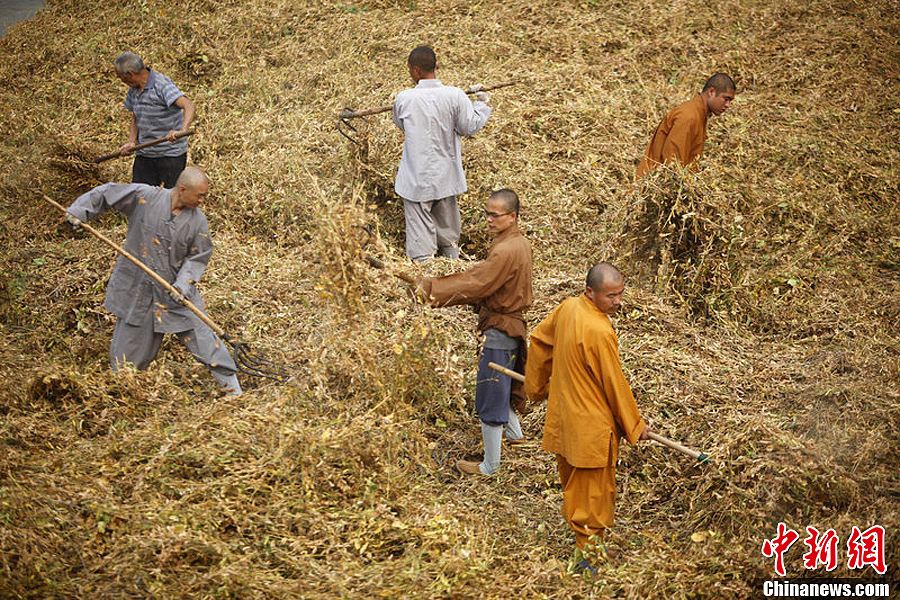 洛阳白马寺僧侣农禅并重秋收忙